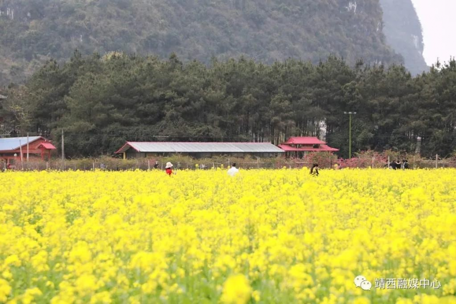 靖西旧州：春花已开，静待您来 - 靖西市·靖西网