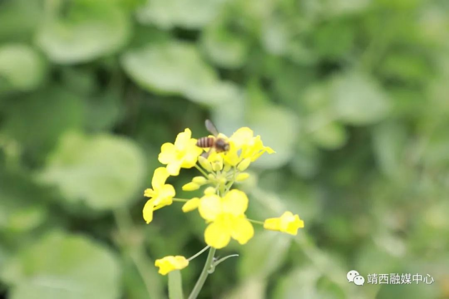 靖西旧州：春花已开，静待您来 - 靖西市·靖西网