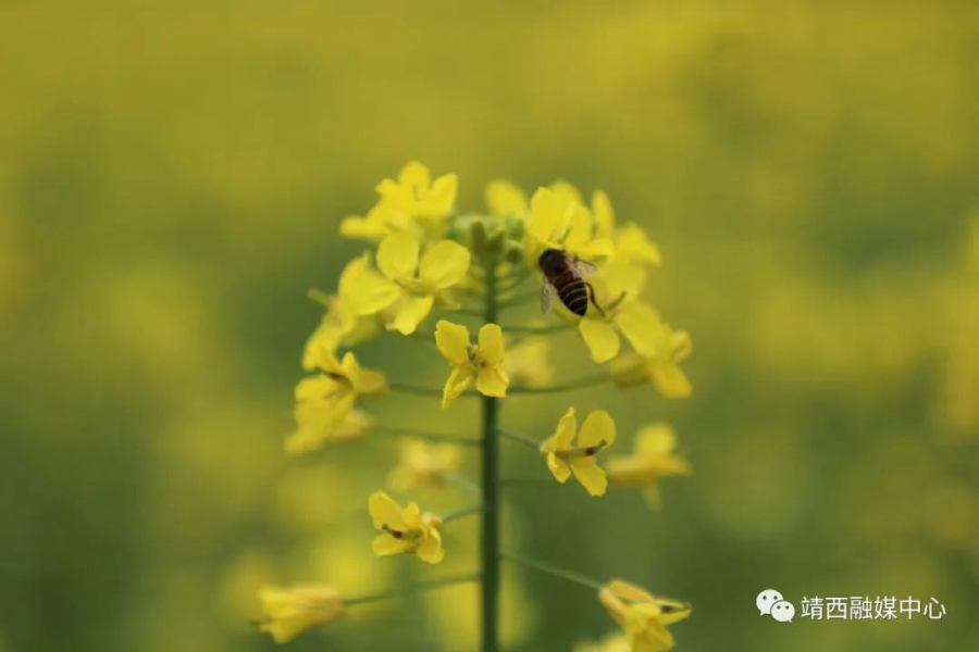 靖西旧州：春花已开，静待您来 - 靖西市·靖西网