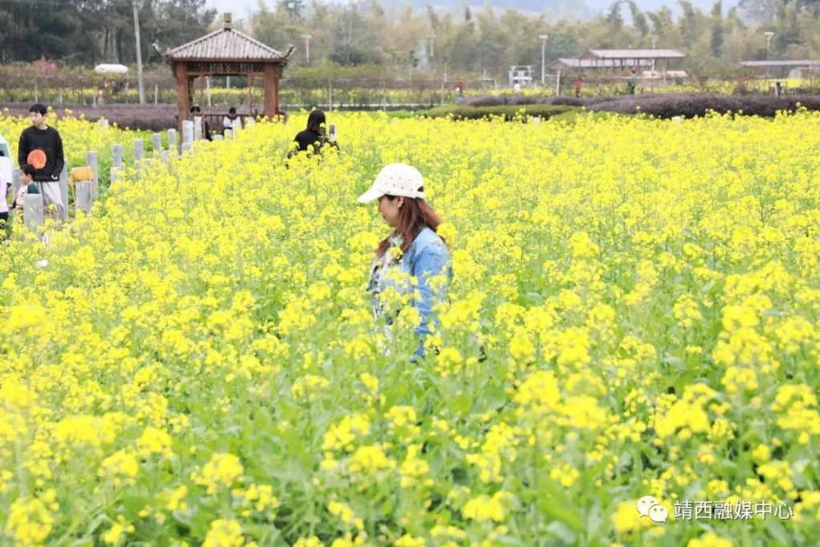 靖西旧州：春花已开，静待您来 - 靖西市·靖西网