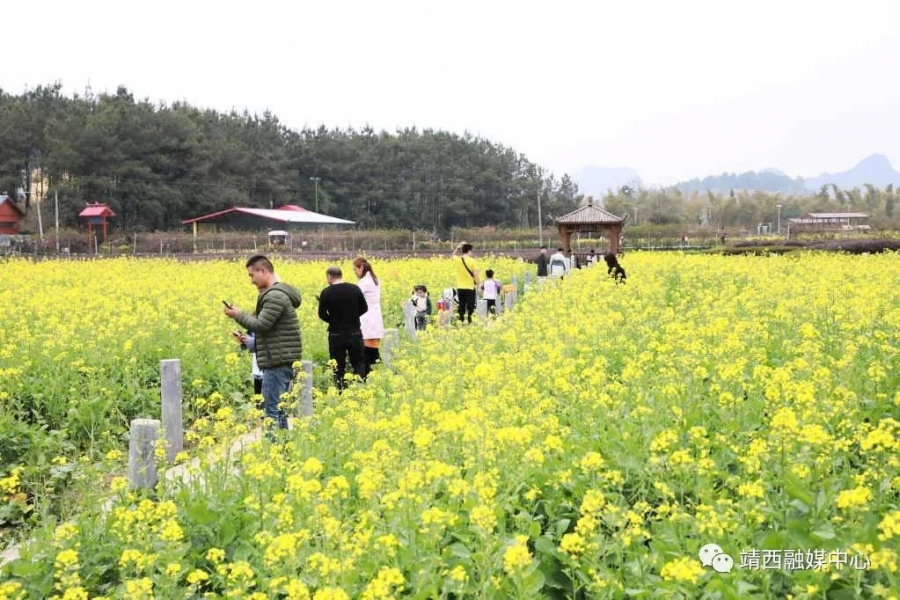 靖西旧州：春花已开，静待您来 - 靖西市·靖西网