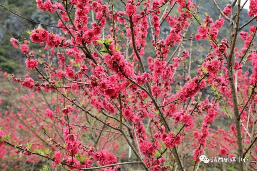 靖西旧州：春花已开，静待您来 - 靖西市·靖西网