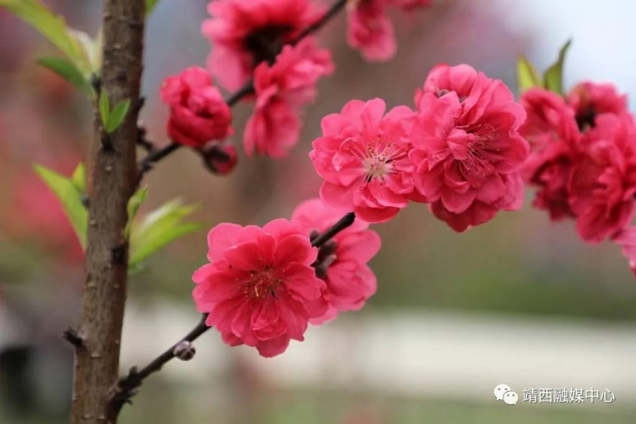 靖西旧州：春花已开，静待您来 - 靖西市·靖西网