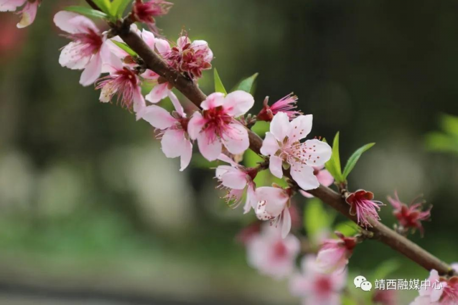 靖西旧州：春花已开，静待您来 - 靖西市·靖西网