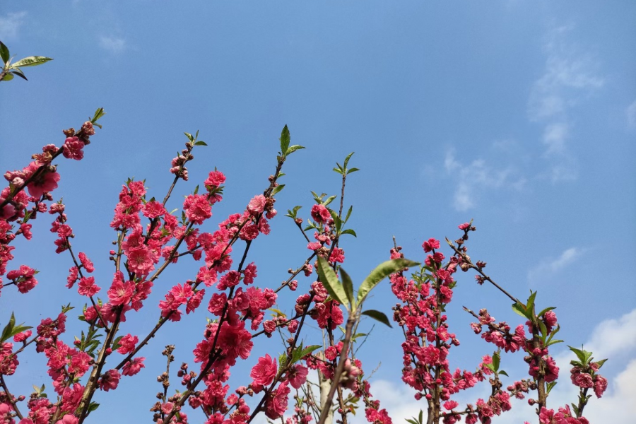 过年靖西游~~ - 靖西市·靖西网