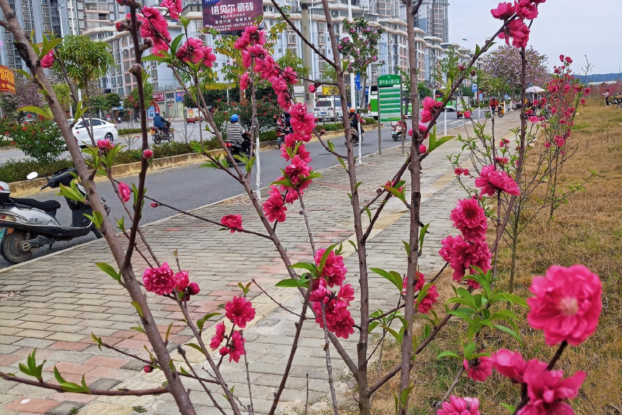 靖西旧州：春花已开，静待您来 - 靖西市·靖西网