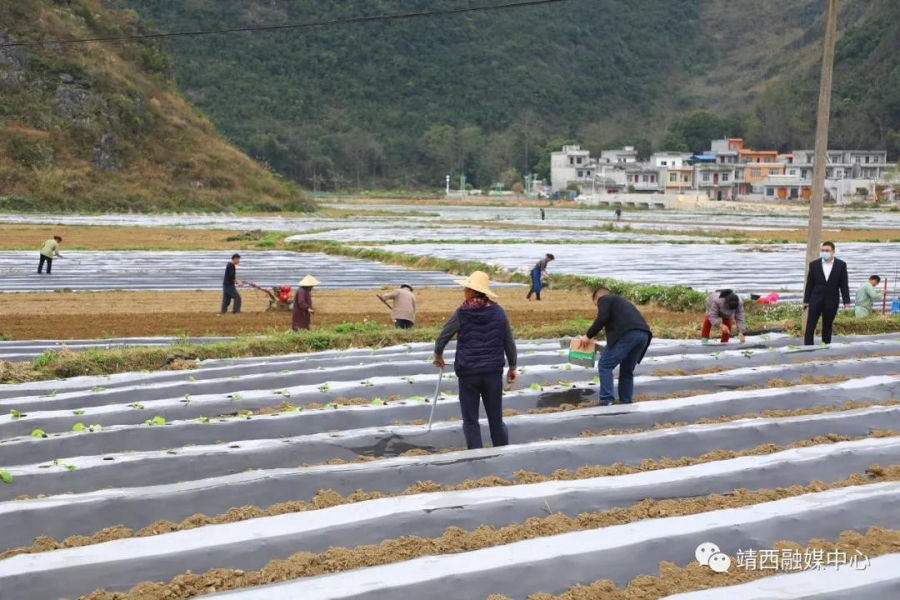 靖西春耕、防疫“大剪影” - 靖西市·靖西网