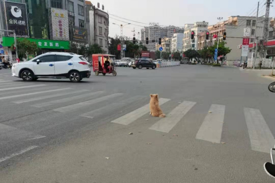 谁家的小狗狗，快领回家，太危险了~~ - 靖西市·靖西网