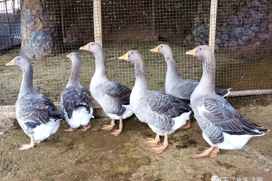 靖西禄峒平江村，有一家靠养殖实现了脱贫致富。 - 靖西市·靖西网