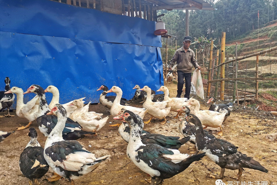 靖西禄峒平江村，有一家靠养殖实现了脱贫致富。 - 靖西市·靖西网