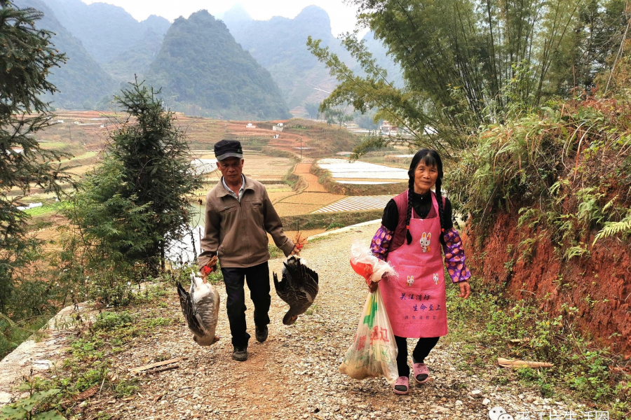 靖西禄峒平江村，有一家靠养殖实现了脱贫致富。 - 靖西市·靖西网