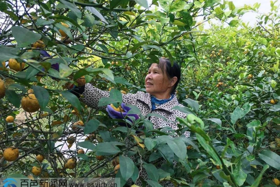 靖西市同德乡那贪屯村民黎汉文在果园里采收柠檬果...... - 靖西市·靖西网