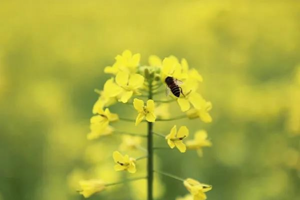 金黄的油菜花，粉红的桃花，靖西这个地方春光烂漫... - 靖西市·靖西网