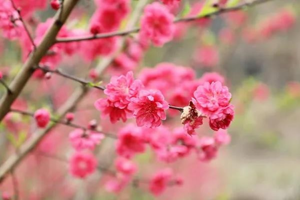 金黄的油菜花，粉红的桃花，靖西这个地方春光烂漫... - 靖西市·靖西网