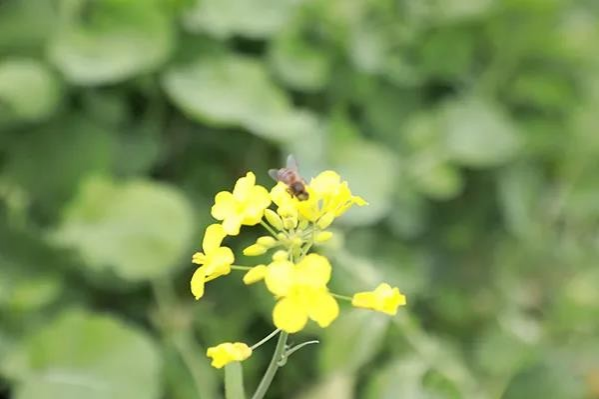 金黄的油菜花，粉红的桃花，靖西这个地方春光烂漫... - 靖西市·靖西网