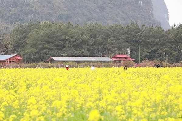 金黄的油菜花，粉红的桃花，靖西这个地方春光烂漫... - 靖西市·靖西网