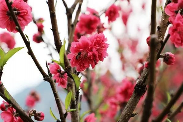 金黄的油菜花，粉红的桃花，靖西这个地方春光烂漫... - 靖西市·靖西网