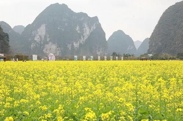 金黄的油菜花，粉红的桃花，靖西这个地方春光烂漫... - 靖西市·靖西网