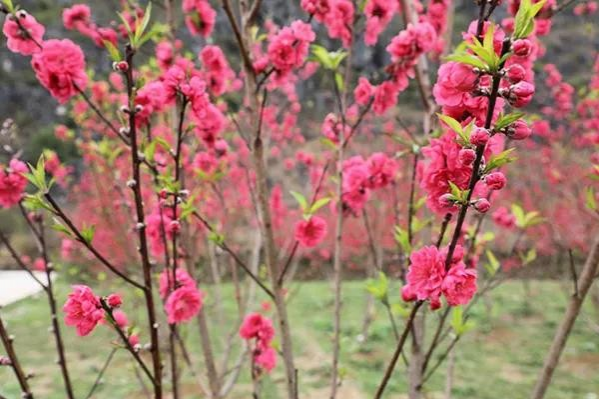 金黄的油菜花，粉红的桃花，靖西这个地方春光烂漫... - 靖西市·靖西网