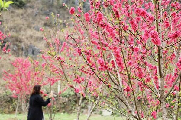 金黄的油菜花，粉红的桃花，靖西这个地方春光烂漫... - 靖西市·靖西网