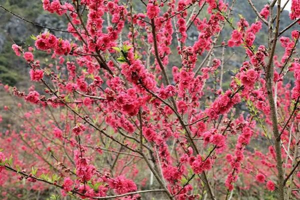 金黄的油菜花，粉红的桃花，靖西这个地方春光烂漫... - 靖西市·靖西网