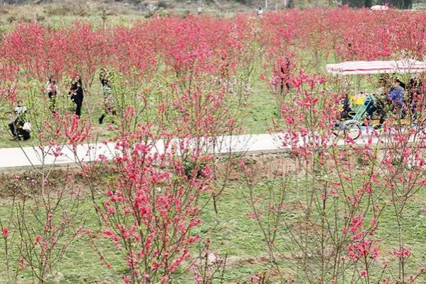 金黄的油菜花，粉红的桃花，靖西这个地方春光烂漫... - 靖西市·靖西网