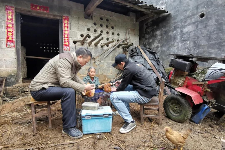 快看！靖西化峒镇这一大批人在做这些事情.... - 靖西市·靖西网