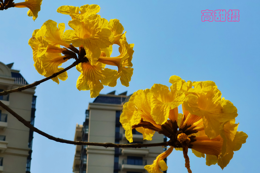 春暖花开，扫黄打卡 - 靖西市·靖西网