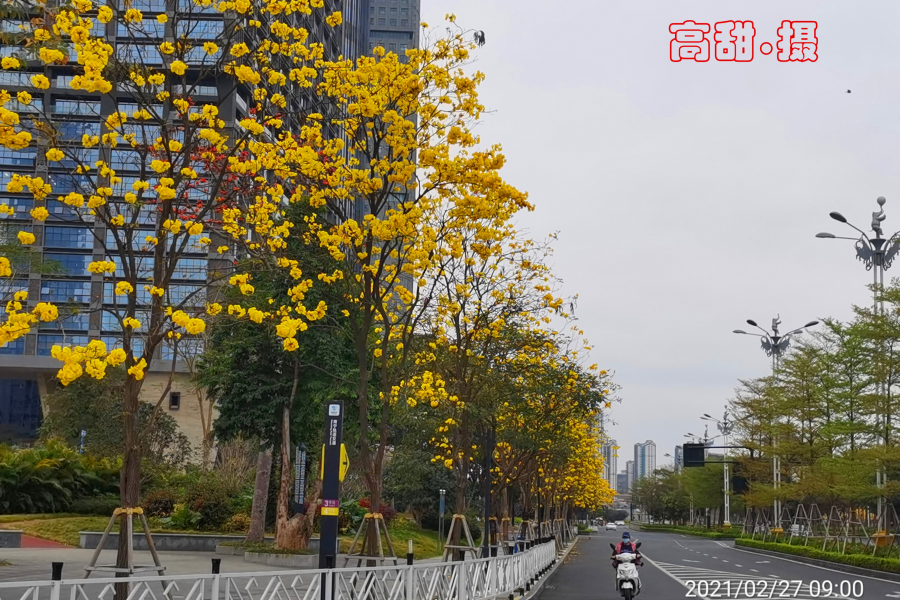 春暖花开，扫黄打卡 - 靖西市·靖西网