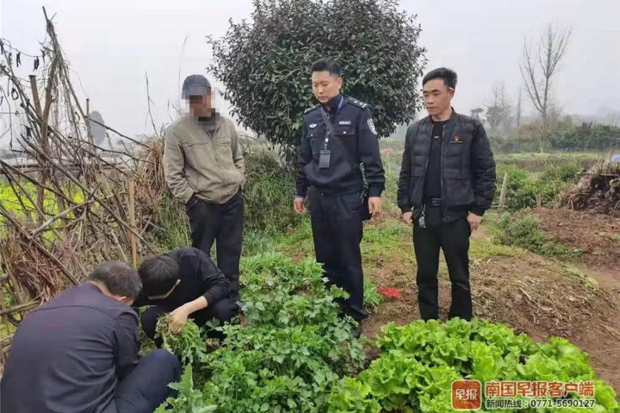 靖西人别种这种“菜”下饭可能要吃牢饭！已抓多人！ - 靖西市·靖西网