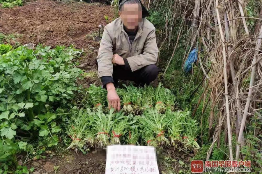 靖西人别种这种“菜”下饭可能要吃牢饭！已抓多人！ - 靖西市·靖西网