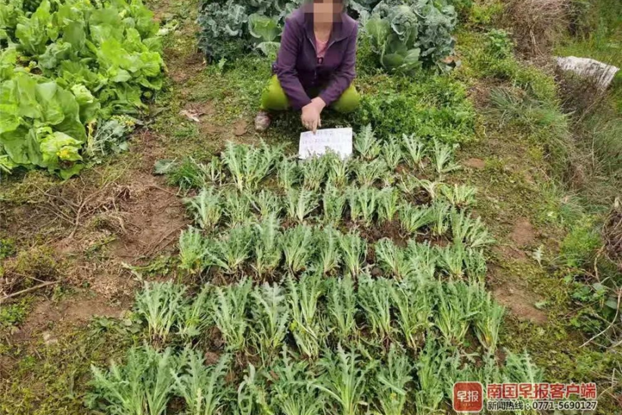 靖西人别种这种“菜”下饭可能要吃牢饭！已抓多人！ - 靖西市·靖西网