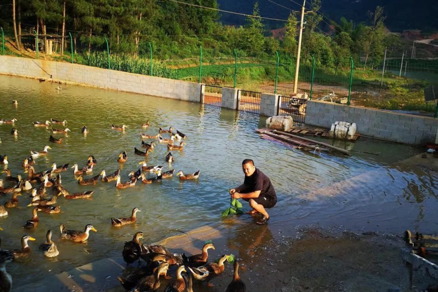 靖西市禄峒镇思侯村 - 靖西市·靖西网