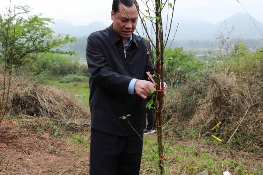 靖西市组织开展2021年“保生态、创宜居”植树造林活动。 - 靖西市·靖西网