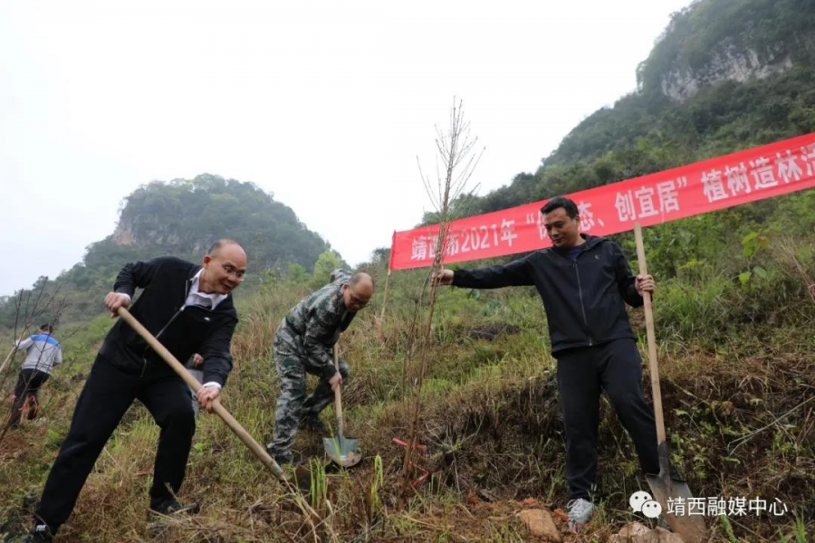 靖西市组织开展2021年“保生态、创宜居”植树造林活动。 - 靖西市·靖西网