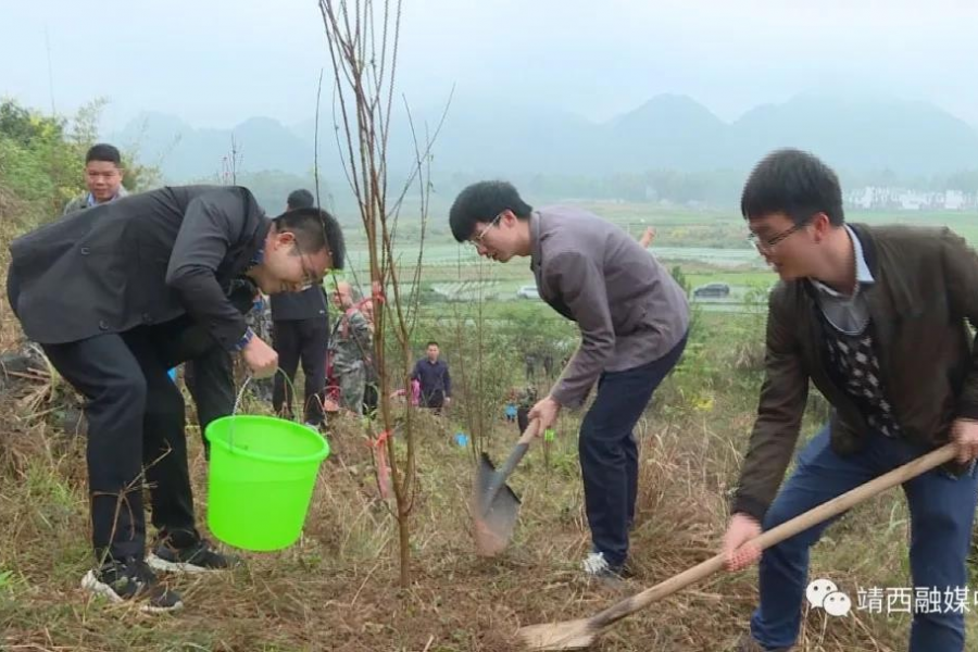 靖西市组织开展2021年“保生态、创宜居”植树造林活动。 - 靖西市·靖西网