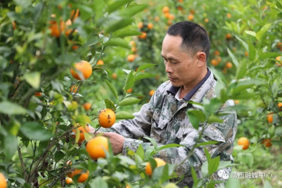 靖西市同德乡足表村坡郡屯的王云斗一家被认定为第一批享受精准扶贫政策的帮扶对象 - 靖西市·靖西网