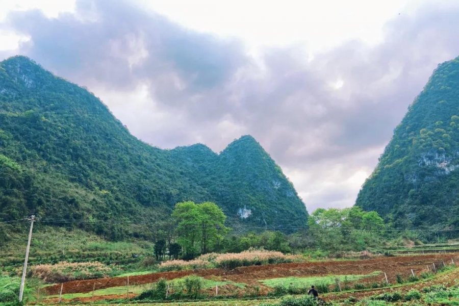 公益路上笃定前行，责任房企助力为靖西添新绿！ - 靖西市·靖西网