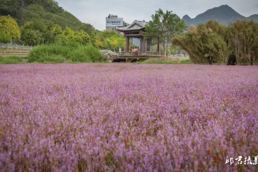 待到放晴时，一起去龙潭湿地公园散步赏花可好？ - 靖西市·靖西网