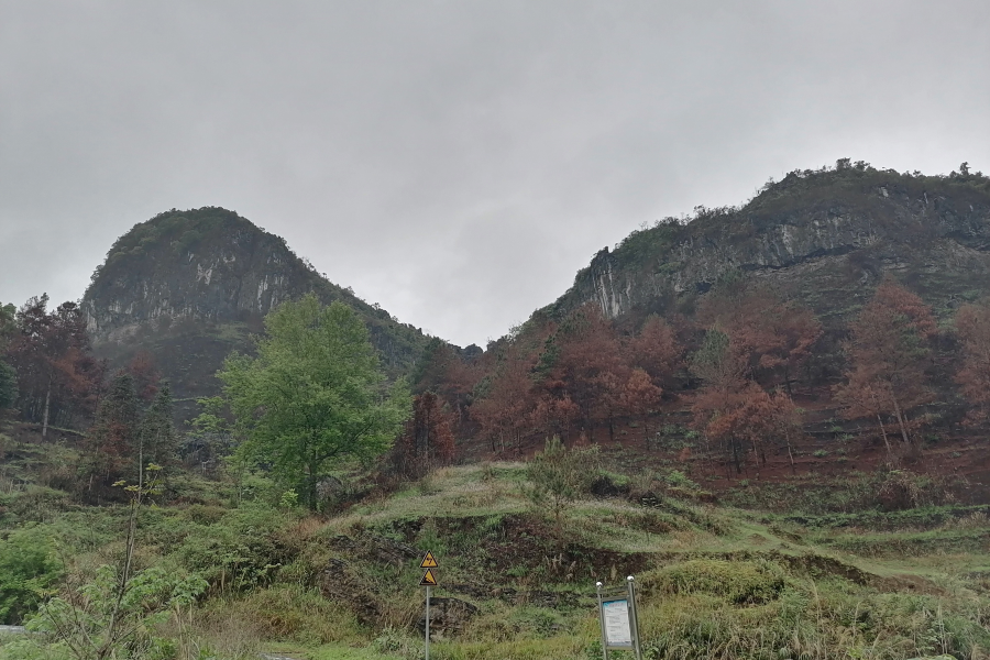 靖西那山头，野火已烧尽，春风吹草生 - 靖西市·靖西网