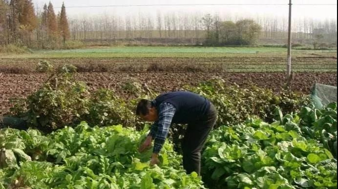 靖西人，一定要在农村留套房！看完你就懂了~ - 靖西市·靖西网