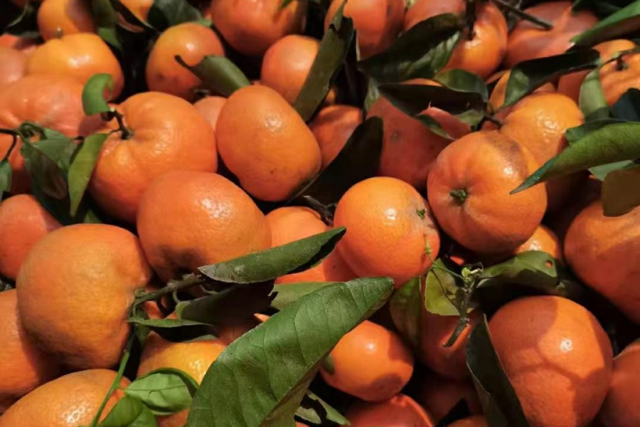 靖西市把择村 莫科特柑橘 正甜时 - 靖西市·靖西网