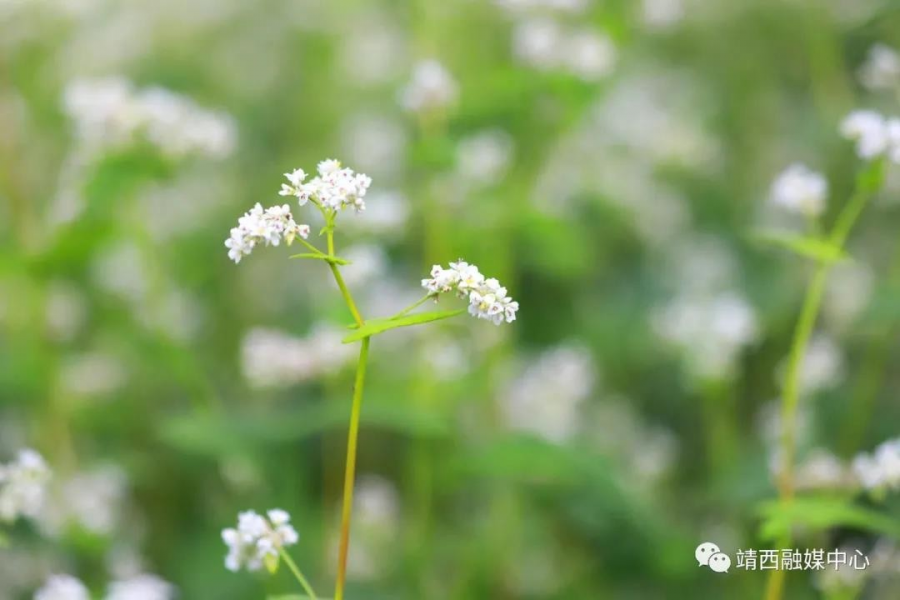 又见荞麦花如雪 - 靖西市·靖西网