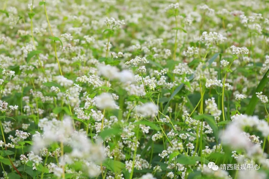 又见荞麦花如雪 - 靖西市·靖西网