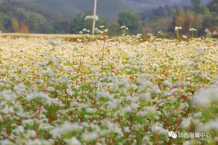 又见荞麦花如雪 - 靖西市·靖西网