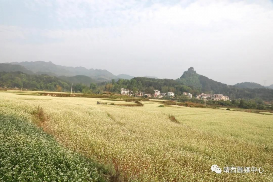 又见荞麦花如雪 - 靖西市·靖西网