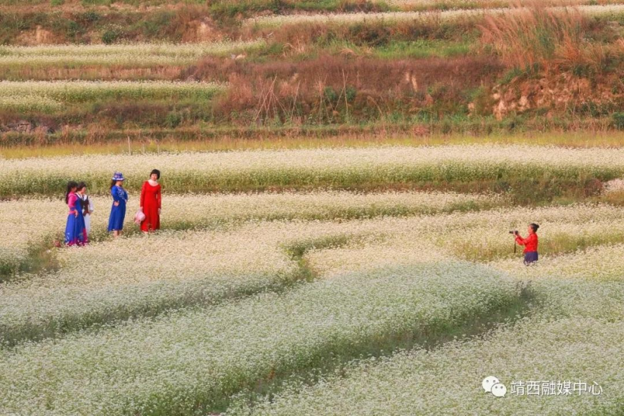 又见荞麦花如雪 - 靖西市·靖西网