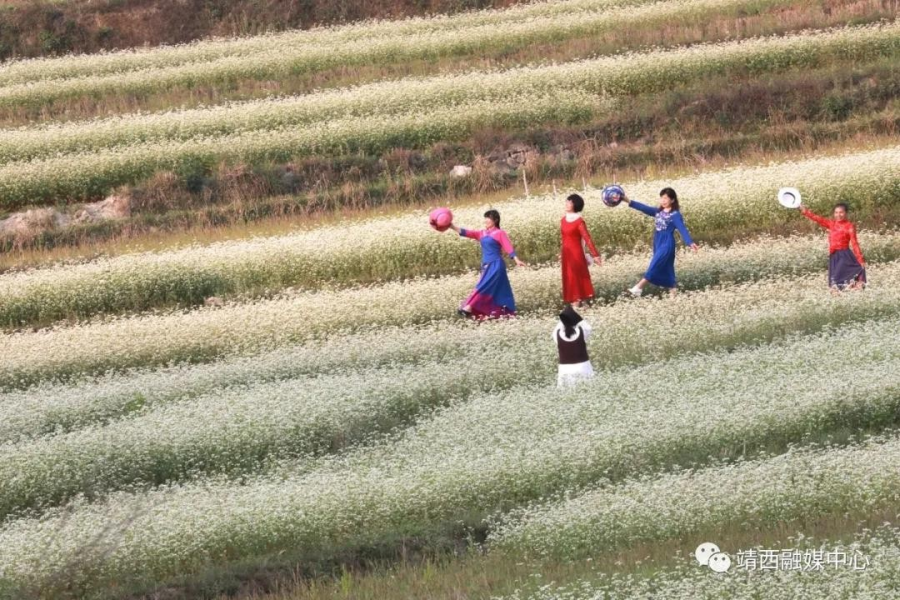 又见荞麦花如雪 - 靖西市·靖西网