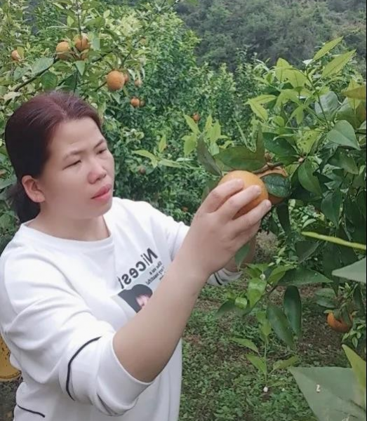 靖西市岳圩镇汉邦村黄彩芳：带动产业振兴，领跑乡村治理 - 靖西市·靖西网