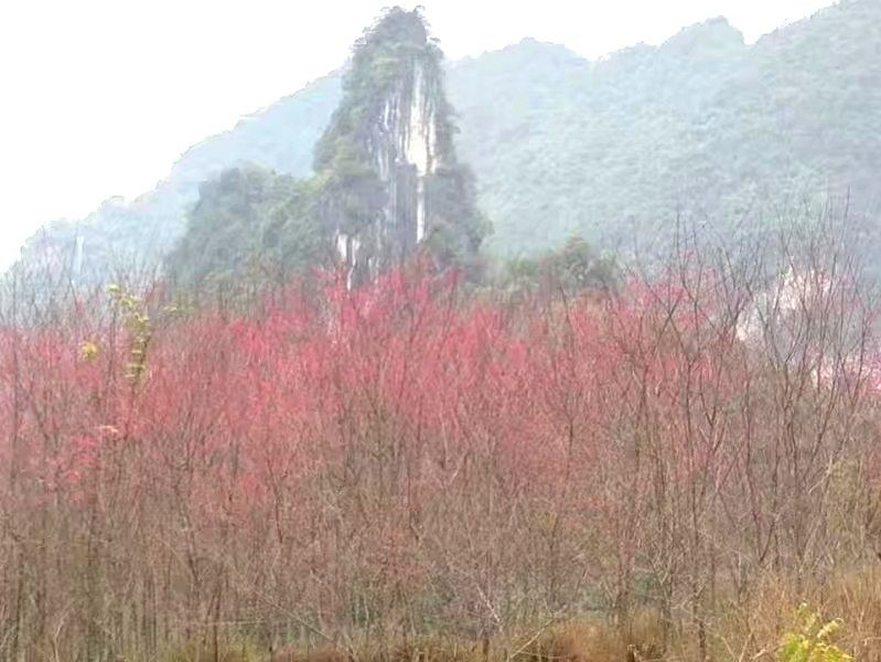 靖西象山 - 靖西市·靖西网